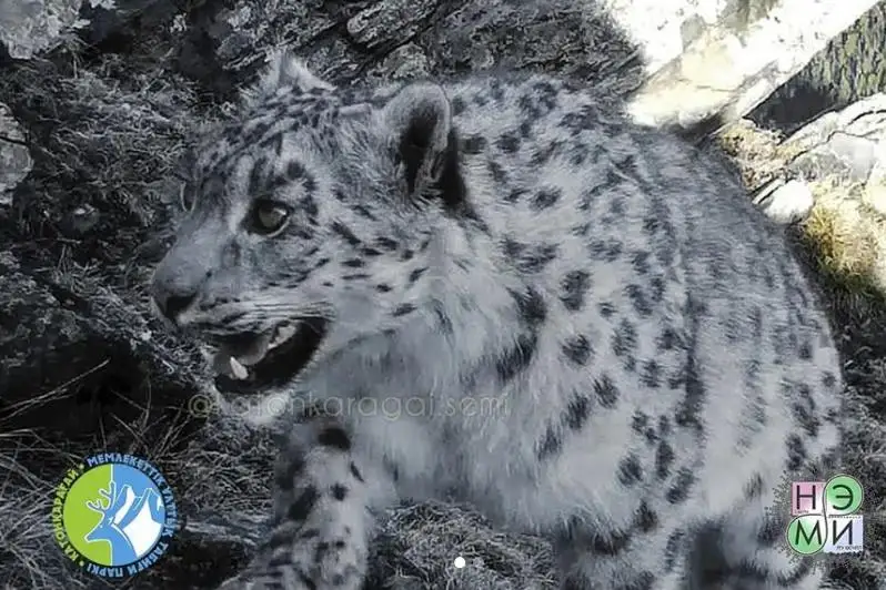 كاتونقاراعاي ۇلتتىق پاركىندە قار بارىسى فوتوتۇزاققا ءتۇسىپ قالدى