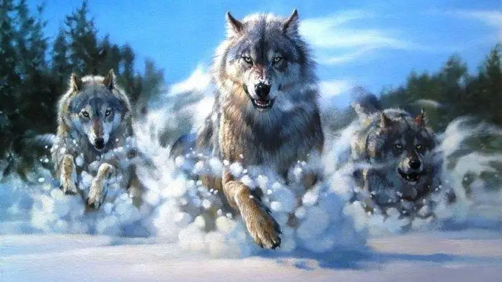 قاسقىر سوققان قامشىگەر كەڭەسباي