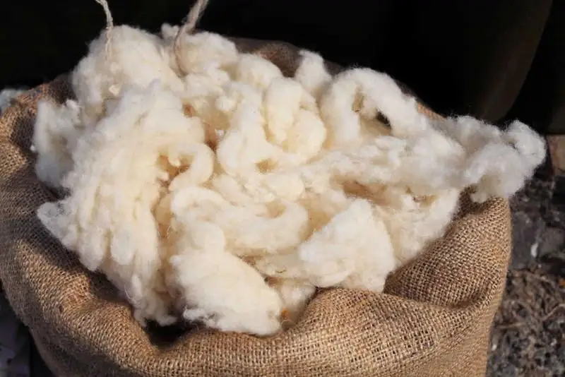 Организовать централизованный закуп шерсти у овцеводческих хозяйств и населения предлагают депутаты