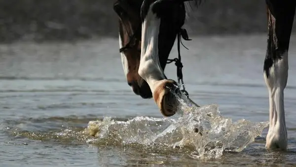 اتىراۋدا جىلقىلاردىڭ نەدەن قىرىلعانى بەلگىلى بولدى