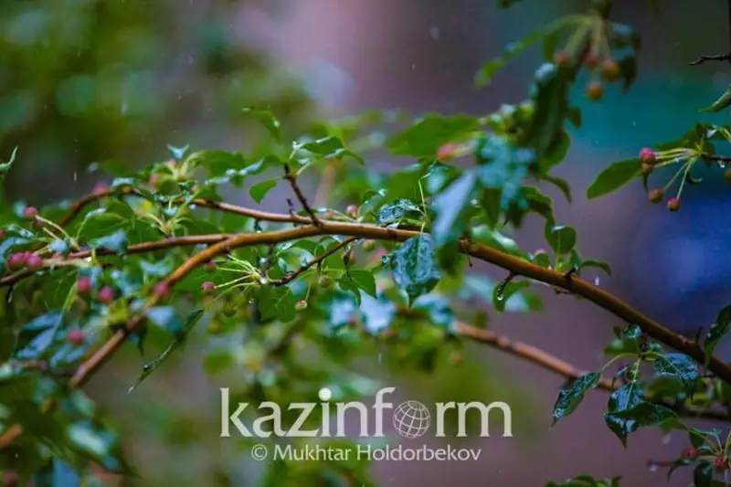 Яқин уч кун Қозоғистонда ёмғирли бўлади