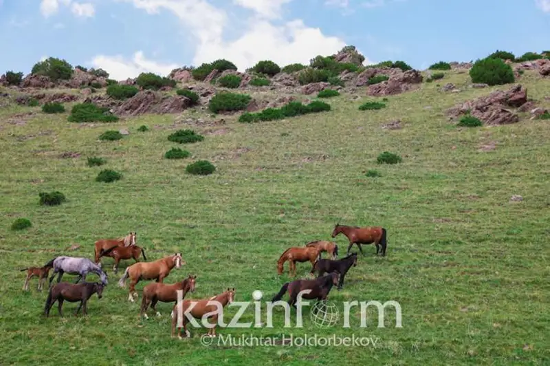 اقمولالىق كۇدىكتى 15 جىلقىنى ۇرلاپ، 11 ءىن ساتىپ ۇلگەرگەن