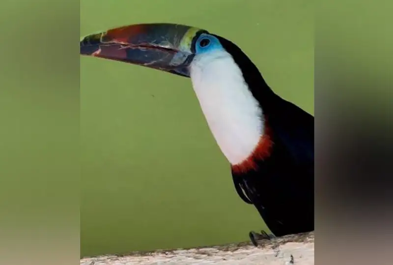 الماتى زووباعىنا اق كەۋدەلى تۋكانداردىڭ جۇبى اكەلىندى