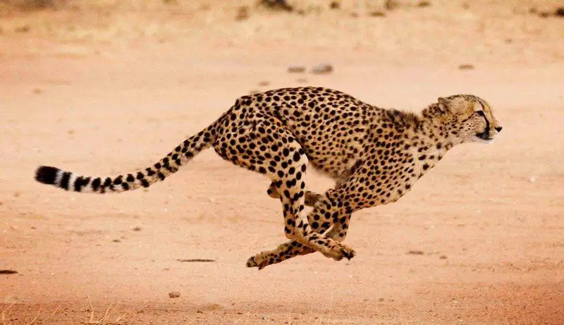 گەپارد نەگە جىلدام جۇگىرەدى؟