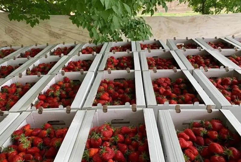 Қозоғистон жанубида қулупнай пишди