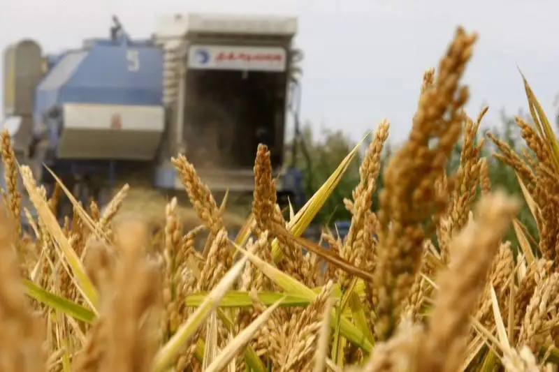 Қозоғистонлик деҳқонлар шоли етиштириш бўйича янги рекорд ўрнатдилар