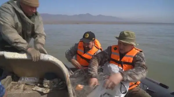 الماتى وبلىسىندا بالىق اۋلاۋعا تىيىم سالىندى