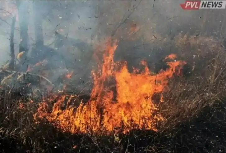 پاۆلودار وبلىسىندا ورمان ورتتەرى كوبەيگەن