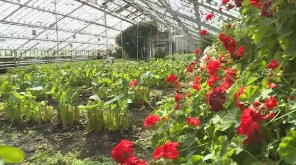 ءجىتىقارادا تاڭعاجايىپ ەكزوتيكالىق جەمىستەر وسىرىلەدى