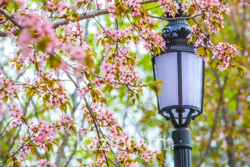 الداعى تاۋلىكتە ەلىمىزدىڭ سولتۇستىگىندە كۇن 25 گرادۋسقا دەيىن جىلىنادى