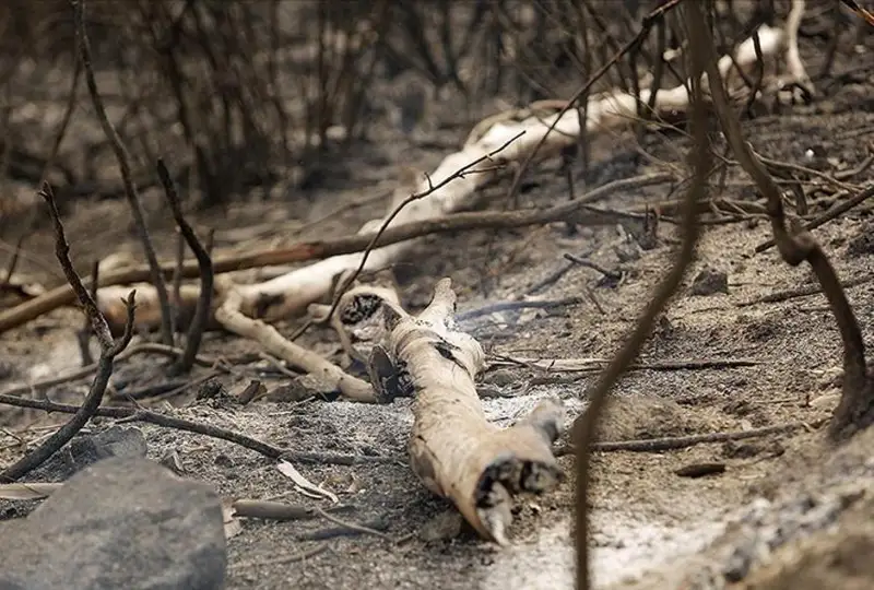Жазоирдаги ўрмон ёнғинларида 34 киши ҳалок бўлди