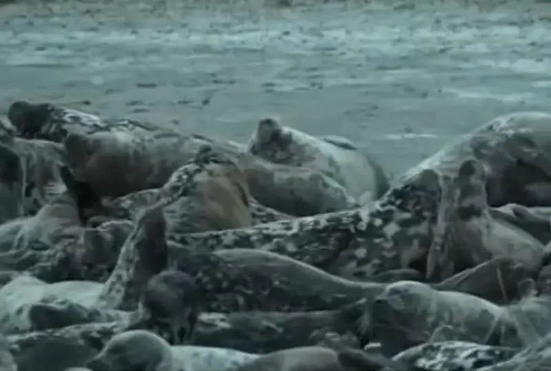 اقتاۋداعى يتبالىقتاردىڭ ادامعا شابۋىلداۋىنا ەكولوگتەر تۇسىنىك بەردى