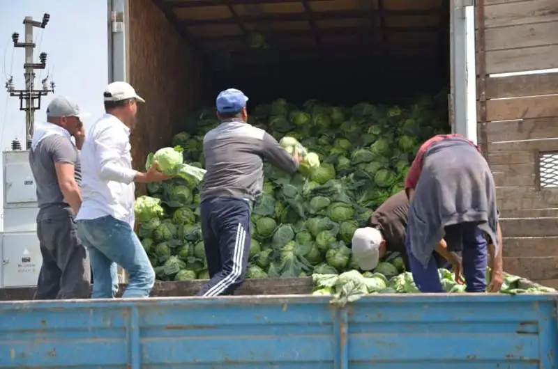 Мақтаараллик тадбиркор гуманитар ёрдам олиб келганларга 600 тонна карам бериб юборди