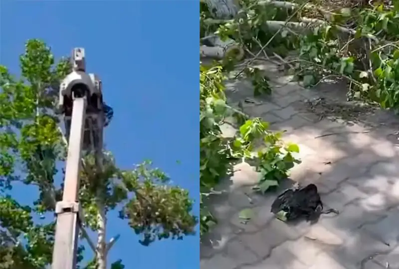 Дерево с гнездом и птенцами спилили в Караганде