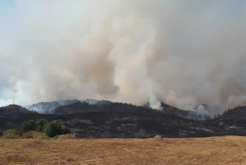 شىعىس قازاقستاندا 300 گەكتارعا جايىلعان تاعى ءبىر دالا ءورتى اۋىزدىقتالماي جاتىر