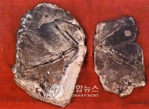 朝鲜发现1.3亿年前中生代鸟类化石