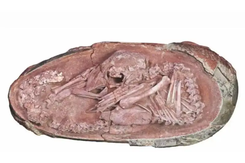 Хитойда тошга айланган динозавр тухумида эмбрион топилди