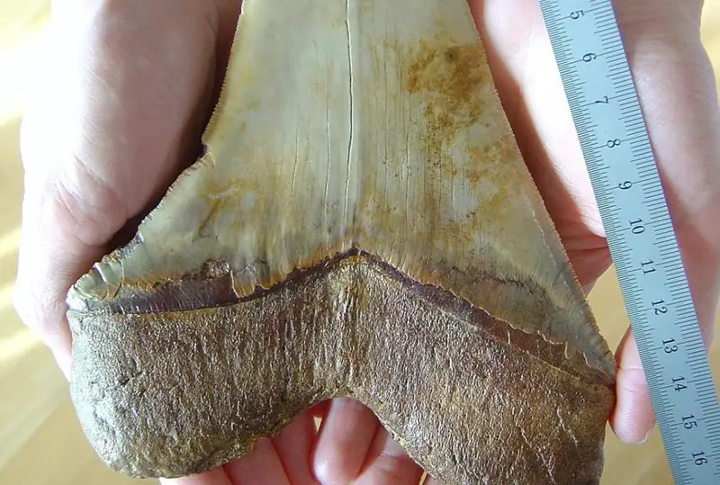 Буюк Британияда болакай бизнинг давримиздан олдин яшаган улкан акула тишини топди