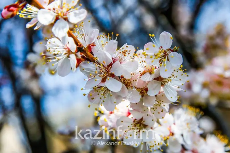 Байрам кунлари об-ҳаво қандай бўлади