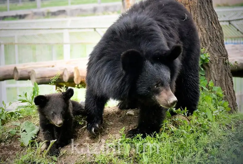 الماتى زووباعىندا گيمالاي ايۋىنىڭ قونجىعى ومىرگە كەلدى