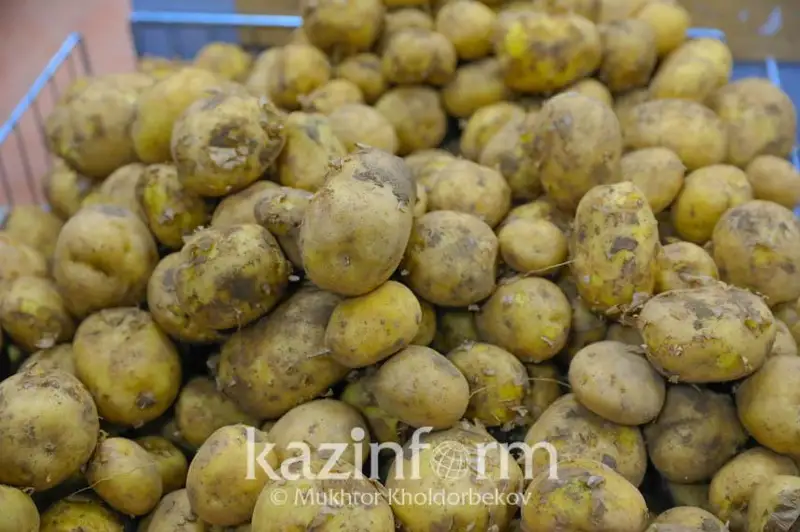 Қозоғистонда картошка экспорти 18,5 фоизга ошди