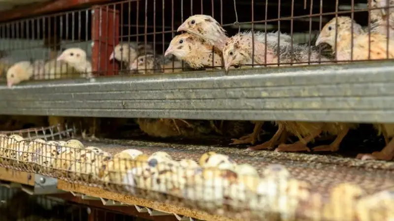 بابىن تاپقان بودەنە باعىپ تا باييدى