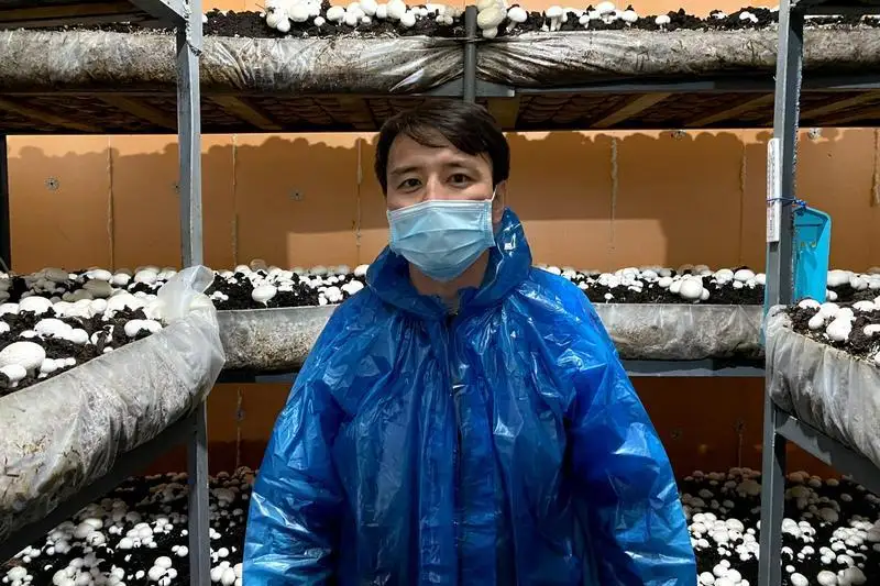 تەمىرتاۋلىق كاسىپكەر ساڭىراۋقۇلاق ءوسىرىپ، تابىسقا كەنەلۋدە