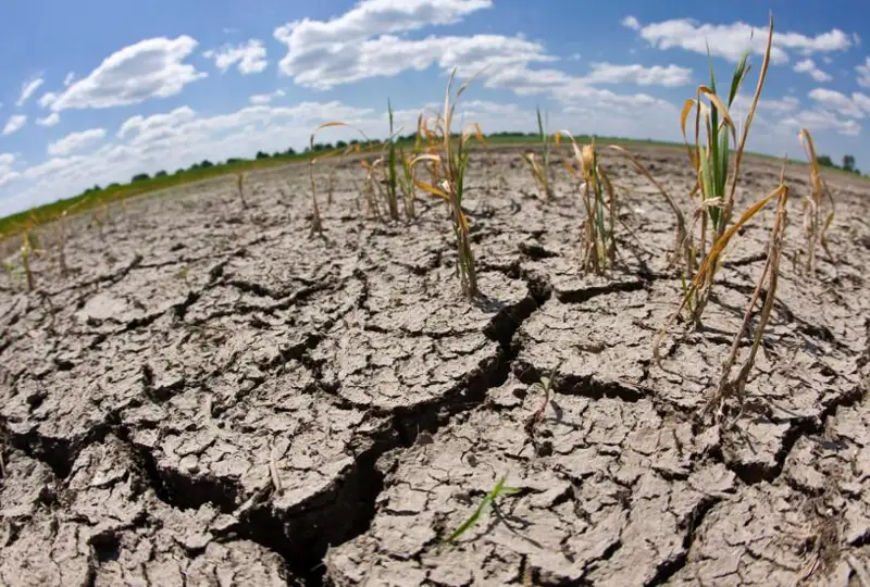 Хитойда қурғоқчилик ғалла ҳосилига таҳдид солмоқда