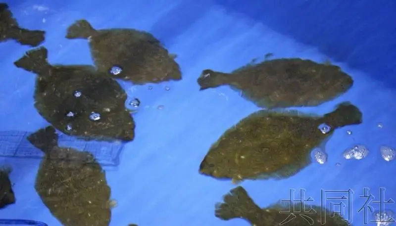 日本将试验用福岛一核处理水饲养比目鱼