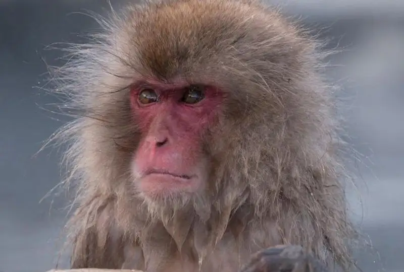 Дикие обезьяны нападают на жителей японского города