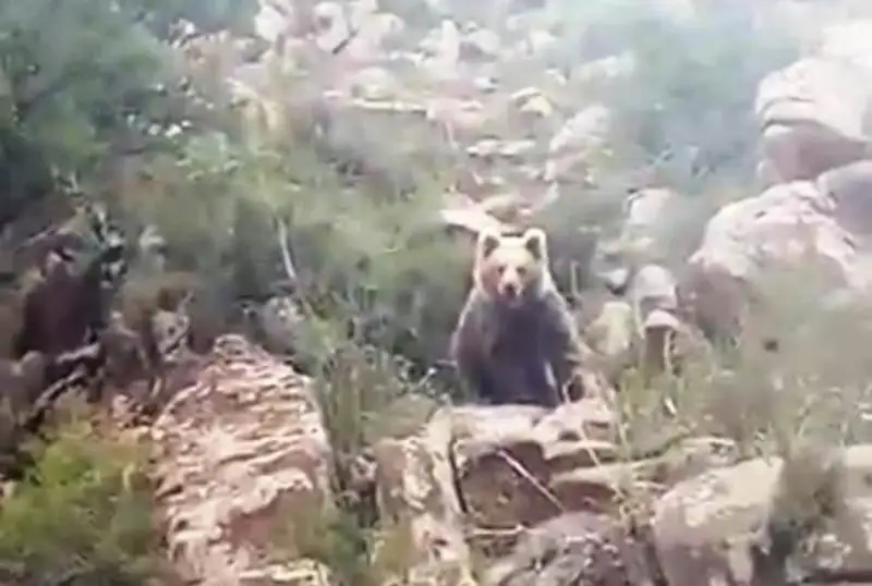 «Алтин-Емел» боғида ноёб айиқ фототузоққа тушди