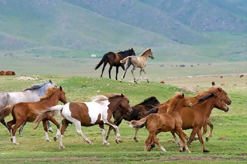 قازاقى جىلقىنىڭ جاڭا ءتۇرى پايدا بولدى