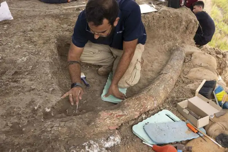 Археологи Израиля обнаружили массивный бивень древнего слона