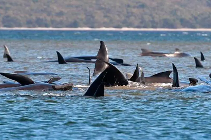 Тасмания оролида юзга яқин китлар нобуд бўлди