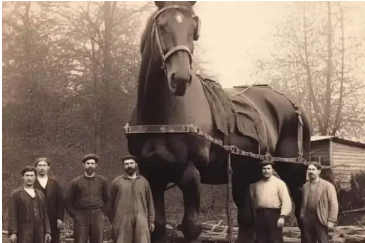 تاريحتاعى ەڭ ۇلكەن جىلقى: جەلىدە تاراعان سۋرەت قانشالىق راس؟