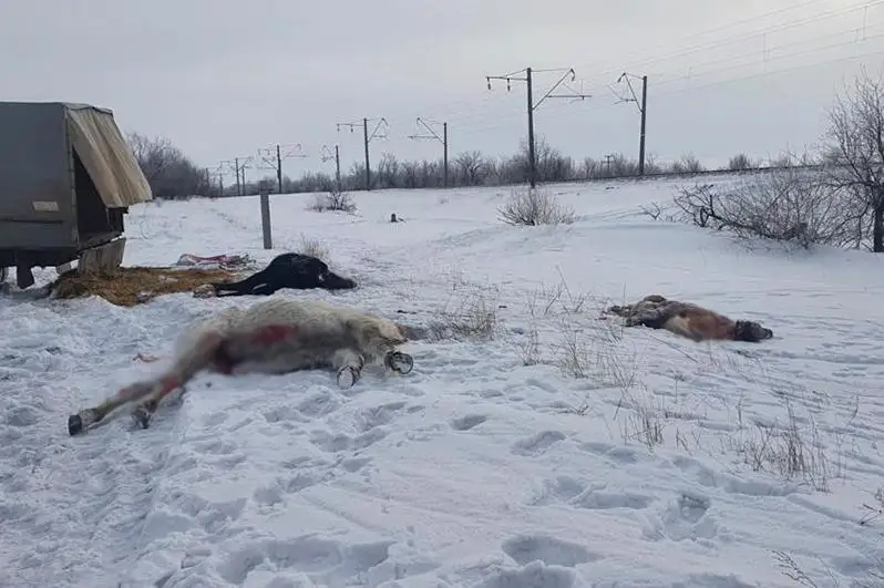 Astana mańynda bir úıir jylqyny poıyz qaǵyp ketti