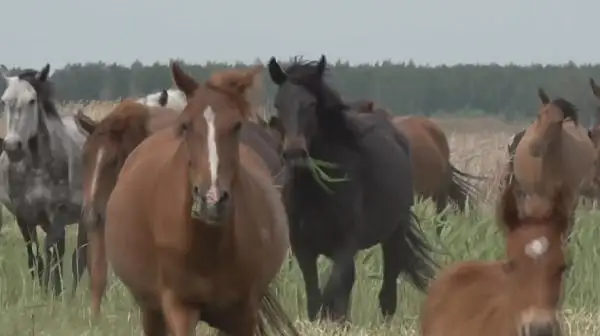 قازاقستاندا قاۋىپتى جىلقى تۇماۋى تارادى