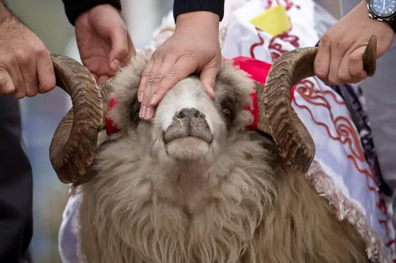 Стали известны места совершения жертвоприношения в Алматы на Курбан айт