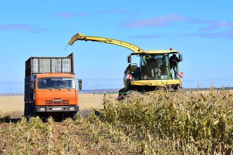 Қозоғистонда ўрим -йиғим кампанияси якунланмоқда