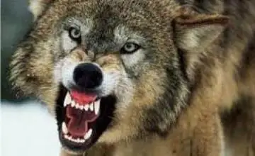 جەتىسۋ وبلىسىندا ءشيبورى اۋلاۋ شاراسى ۇيىمداستىرىلدى