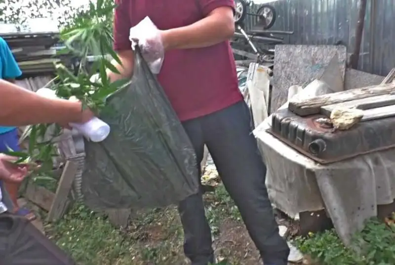 Коноплю выращивал у себя на даче житель ВКО