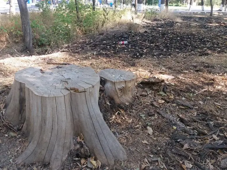 Деревья на 2,5 млн тенге вырубили жамбылские браконьеры