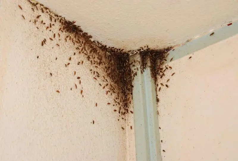 Жалобы на тараканов и крыс участились в Алматы