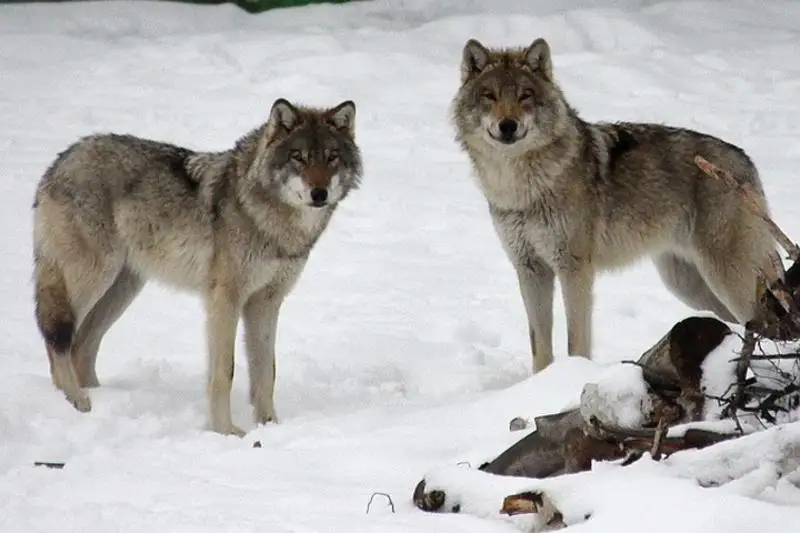ەلورداداعى قاسقىرلار تۋرالى جالعان اقپارات تاراتقاندار ىزدەستىرىلۋدە