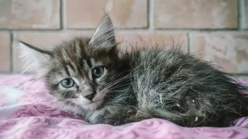 جانۋارلارعا قاتىگەزدىك كورسەتكەندەرگە جازا بارىنشا كۇشەيتىلۋى مۇمكىن