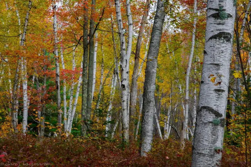 اق قايىڭنىڭ «كوز جاسى» جونىندە نە بىلەمىز؟