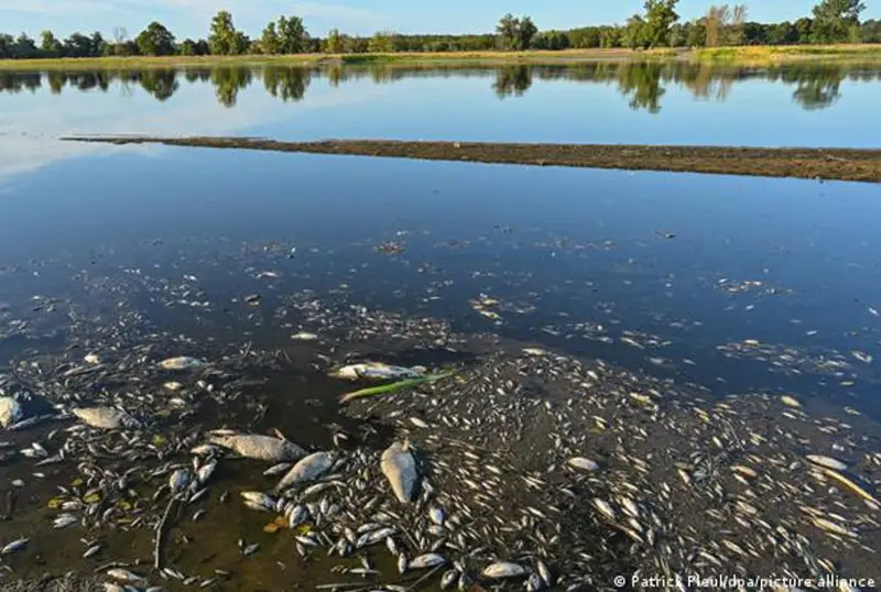 Массовая гибель рыбы зафиксирована в реке Одер на границе Германии и Польши