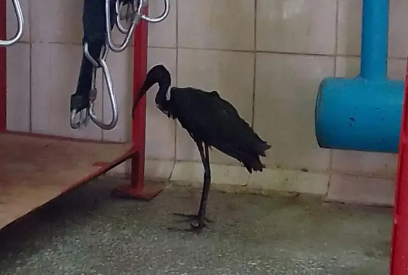 Африканскую цаплю спасли пожарные в Актау