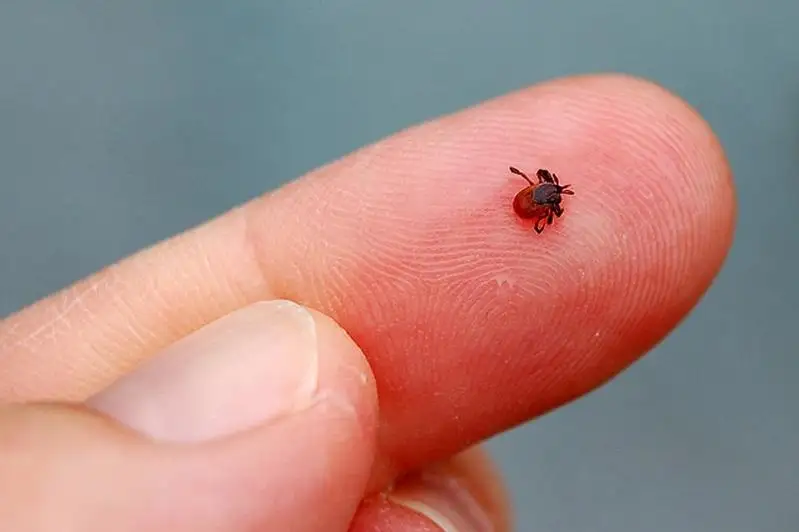 Клещи активизировались в Северо-Казахстанской области