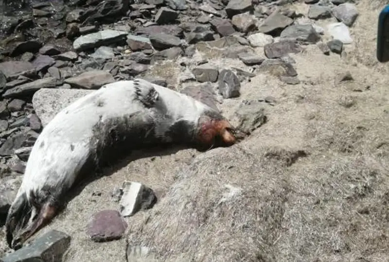 Гибель тюленей на Каспии: экологи не нашли превышения вредных веществ в воде и воздухе
